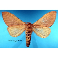 /filer/webapps/moths/media/images/N/nyassana_Pachymeta_HT_SNHMb.jpg