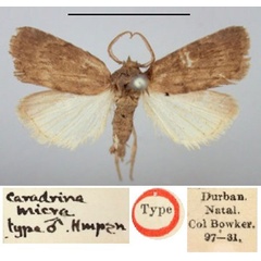 /filer/webapps/moths/media/images/M/micra_Caradrina_HT_BMNH.jpg