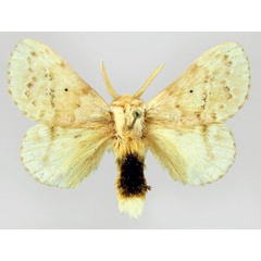 /filer/webapps/moths/media/images/D/decora_Eucraera_AM_EMEM.jpg