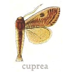/filer/webapps/moths/media/images/C/cuprea_Salagena_HT_MfN.jpg