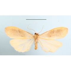 /filer/webapps/moths/media/images/P/punctilineata_Aroterosia_A_MGCLb_02.JPG