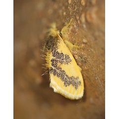 /filer/webapps/moths/media/images/A/aethiopica_Euproctis_A_Voaden_01.jpg