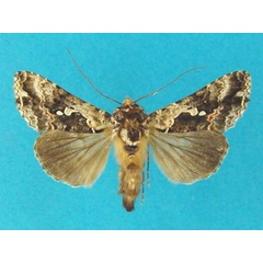 /filer/webapps/moths/media/images/A/astrapaea_Ctenoplusia_A_Legrain.jpg