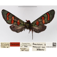 /filer/webapps/moths/media/images/M/meyeri_Arniocera_PTF_NHMUK_01.jpg