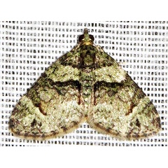 /filer/webapps/moths/media/images/P/prasinaria_Piercia_A_Braun_04.jpg