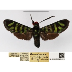 /filer/webapps/moths/media/images/V/viridifasciata_Arniocera_AM_NHMUK_02.jpg