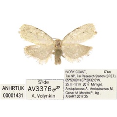 /filer/webapps/moths/media/images/A/aristophanousi_Siccia_PTF_ANHRT.jpg