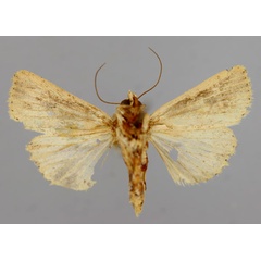 /filer/webapps/moths/media/images/F/fallaciosa_Aletia_A_RMCA_02.jpg