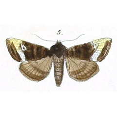 /filer/webapps/moths/media/images/A/augens_Euplexia_Felder_110_5.jpg