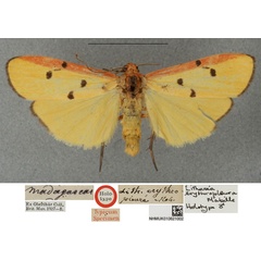 /filer/webapps/moths/media/images/E/erythropleura_Lithosia_HT_NHMUKa.jpg