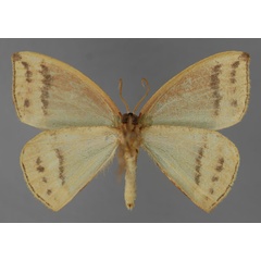 /filer/webapps/moths/media/images/A/aequisecta_Chlorodrepana_A_ZSM_02.jpg