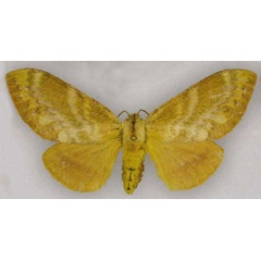 /filer/webapps/moths/media/images/F/flamerchena_Pachytrina_PTF_RMCA.jpg