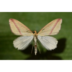 /filer/webapps/moths/media/images/S/sacraria_Rhodometra_A_Butler_01.jpg