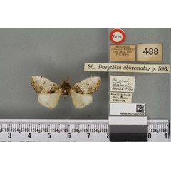 /filer/webapps/moths/media/images/A/abbreviata_Dasychira_HT_BMNHa.jpg