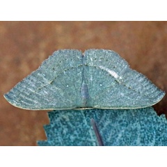 /filer/webapps/moths/media/images/O/obversata_Traminda_A_Voaden.jpg