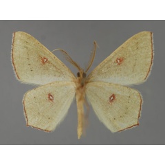 /filer/webapps/moths/media/images/O/ocellata_Traminda_A_ZSM_02.jpg