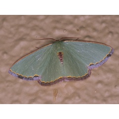 /filer/webapps/moths/media/images/D/devocata_Heterorachis_A_Roland_07.jpg