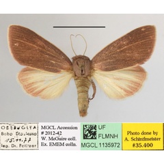 /filer/webapps/moths/media/images/S/sesamiodes_Notoxantha_A_MGCLa_02.JPG