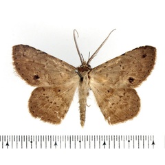 /filer/webapps/moths/media/images/G/geometriformis_Biareolifera_AM_BMNH.jpg