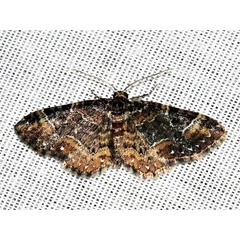 /filer/webapps/moths/media/images/U/ustiplaga_Melanthia_A_Braun.jpg