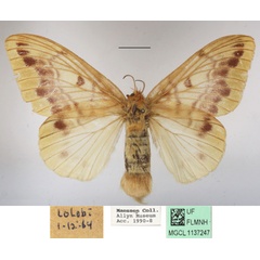/filer/webapps/moths/media/images/T/tessmanni_Lechriolepis_AF_MGCLa_01.jpg