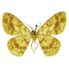 /filer/webapps/moths/media/images/C/congolana_Afroracotis_HT_ANHRT.jpg