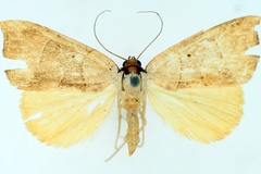 Marcipa phaeodonta