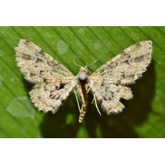 /filer/webapps/moths/media/images/C/consocer_Chloroclystis_A_Butler.jpg