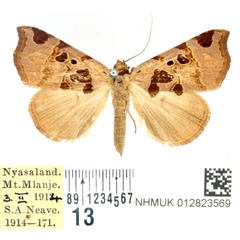 /filer/webapps/moths/media/images/H/heterospila_Marcipa_AF_BMNH.jpg
