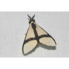 /filer/webapps/moths/media/images/C/carteri_Epanaphe_AM_Jorpeland_ajC6nOD.jpg