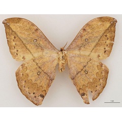 /filer/webapps/moths/media/images/V/vingerhoedti_Pselaphia_HT_RBINS_02.jpg