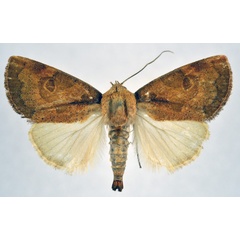 /filer/webapps/moths/media/images/A/anchorita_Westermannia_AM_NHMO.jpg