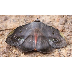 /filer/webapps/moths/media/images/C/capensis_Hypopyra_A_Jorpeland.jpg