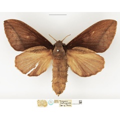 /filer/webapps/moths/media/images/D/distinguenda_Taragama_STF_NHMUK.jpg