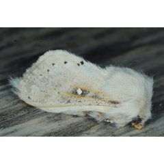 /filer/webapps/moths/media/images/T/tephrobaphes_Bombycopsis_A_Heyns_01.JPG