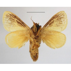 /filer/webapps/moths/media/images/P/pallida_Parasa_A_MGCLb_01.JPG