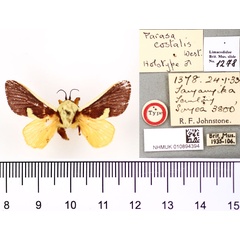 /filer/webapps/moths/media/images/C/costalis_Parasa_HT_BMNH.jpg