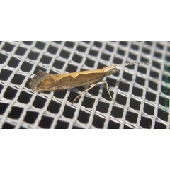 /filer/webapps/moths/media/images/X/xylostella_Plutella_A_Bippus_02.jpg