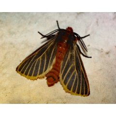 /filer/webapps/moths/media/images/F/flavivena_Metarctia_A_Roland_01.jpg