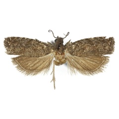 /filer/webapps/moths/media/images/H/horisma_Fulcrifera_HT_USNM.jpg