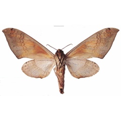 /filer/webapps/moths/media/images/A/admatha_Pseudoclanis_AF_EMEMb.jpg