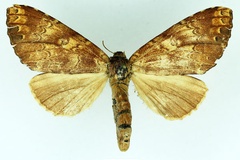 Alenophalera brunneomixta