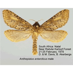 /filer/webapps/moths/media/images/A/antarcticus_Antihepialus_A_Grehan.jpg