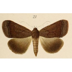 /filer/webapps/moths/media/images/L/lilaceofasciata_Pseudophia_ST_Voeltzkow_6-21.jpg