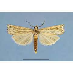 /filer/webapps/moths/media/images/S/savutiensis_HT_1a.jpg