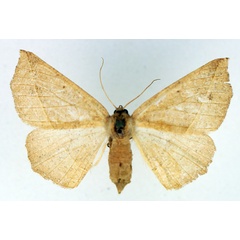 /filer/webapps/moths/media/images/L/leptosyne_Psilocerea_AF_TMSA.jpg
