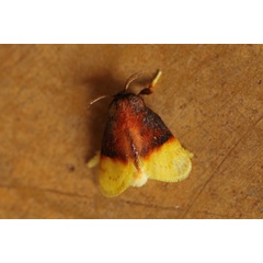 /filer/webapps/moths/media/images/P/purpuripulcra_Chrysamma_A_Voaden.jpg