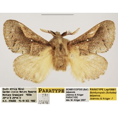 /filer/webapps/moths/media/images/L/latipennis_Bombycopsis_PTM_TMSA_02.jpg