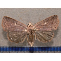 /filer/webapps/moths/media/images/F/fustina_Leocyma_A_Goff_02_5lh55bB.jpg