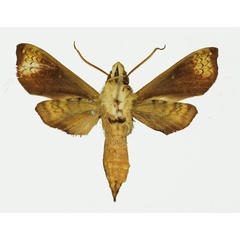 /filer/webapps/moths/media/images/W/weberi_Antinephele_AM_Basquin_01b.jpg
